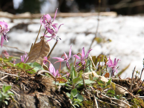 Erythronium japonicum