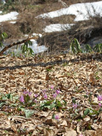 Erythronium japonicum