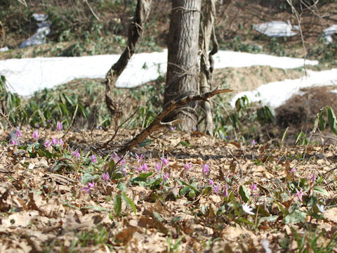 Erythronium japonicum