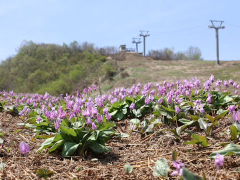 Erythronium japonicum