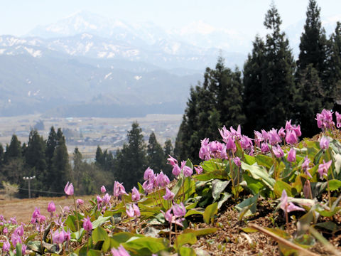 Erythronium japonicum