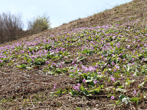 Erythronium japonicum