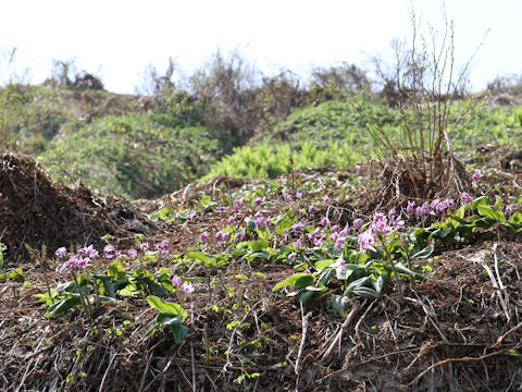 Erythronium japonicum