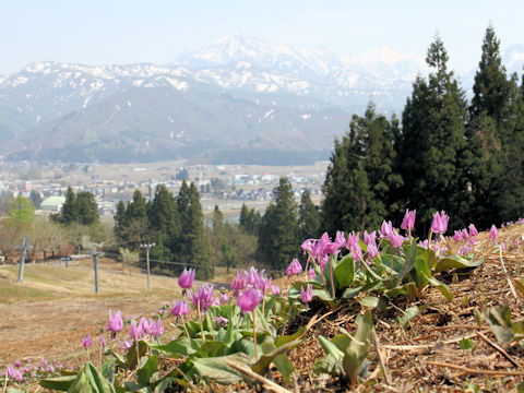 Erythronium japonicum