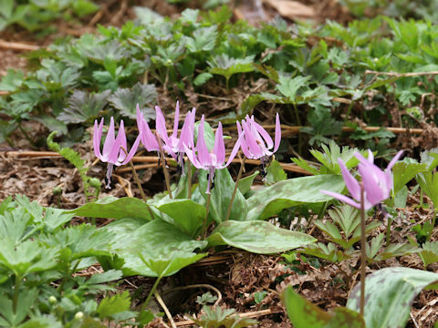 Erythronium japonicum