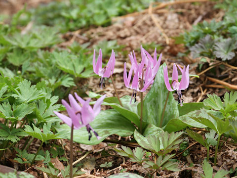 Erythronium japonicum