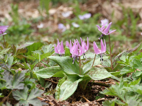 Erythronium japonicum