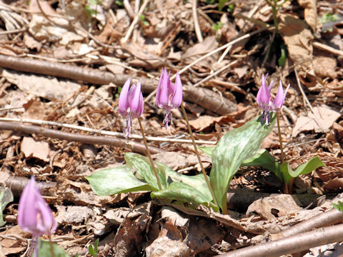 Erythronium japonicum