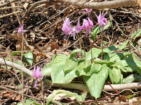 Erythronium japonicum