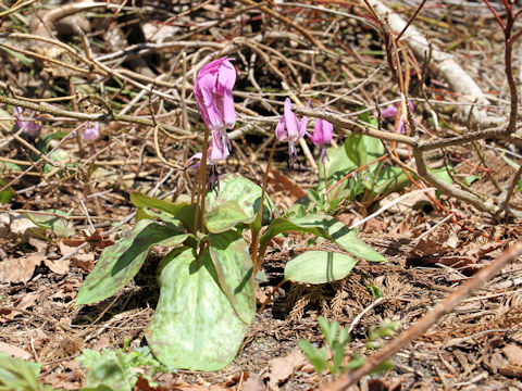 Erythronium japonicum