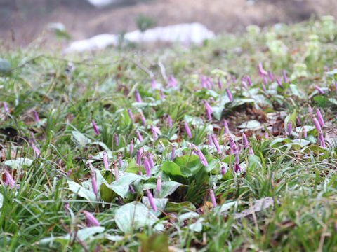 Erythronium japonicum