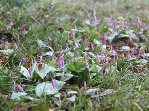 Erythronium japonicum