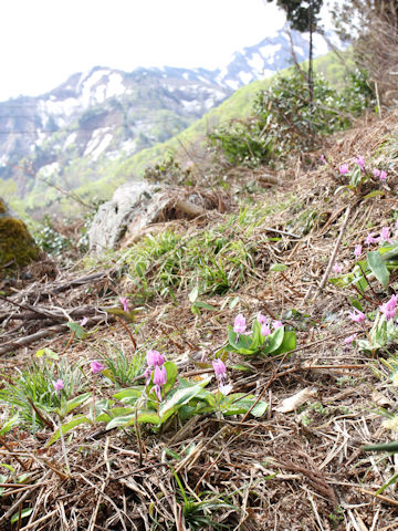 Erythronium japonicum