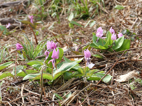 Erythronium japonicum