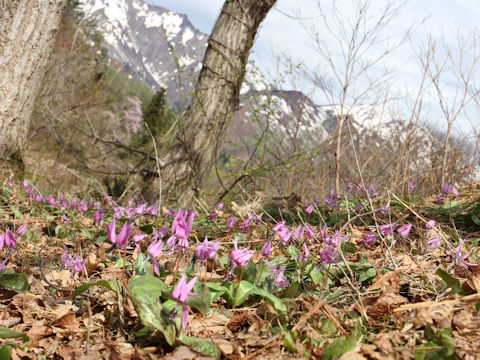 Erythronium japonicum