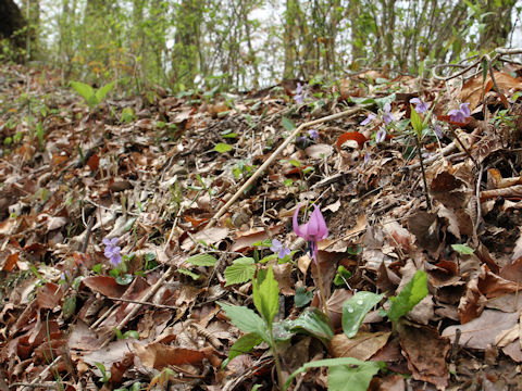 Erythronium japonicum