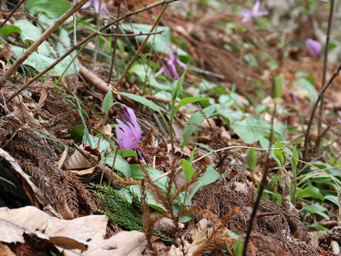 Erythronium japonicum