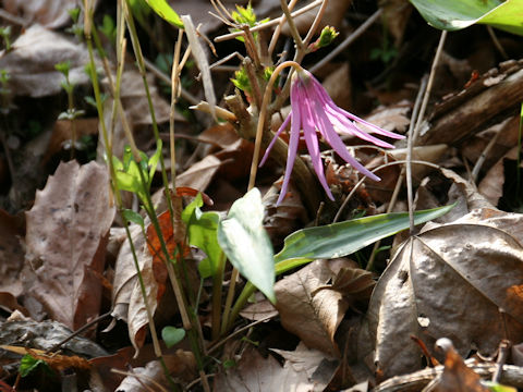 Erythronium japonicum