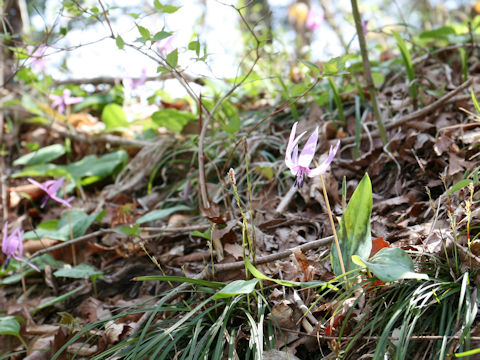 Erythronium japonicum