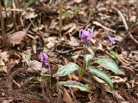 Erythronium japonicum