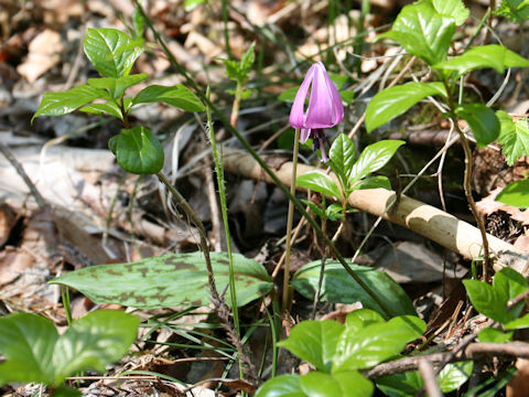 Erythronium japonicum