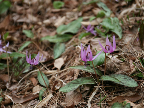 Erythronium japonicum