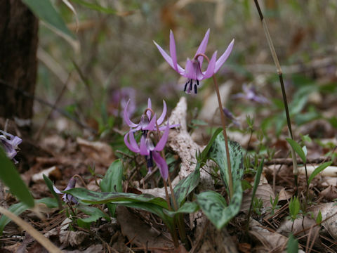 Erythronium japonicum