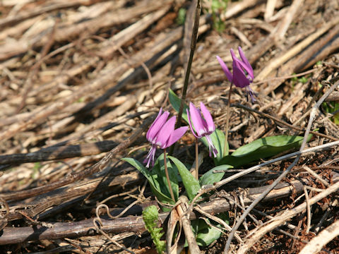 Erythronium japonicum