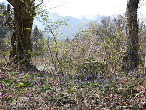 Erythronium japonicum