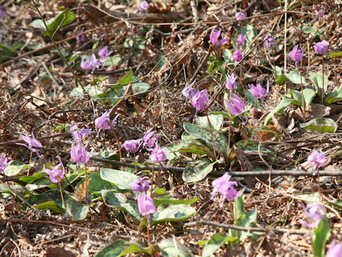 Erythronium japonicum