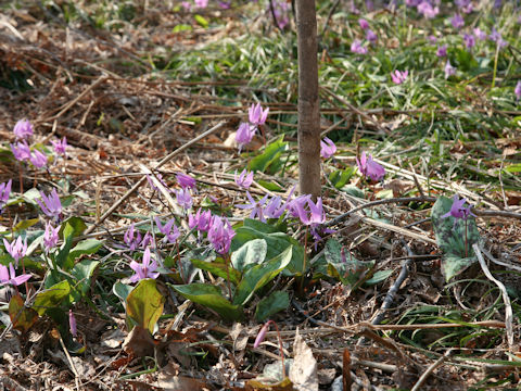 Erythronium japonicum