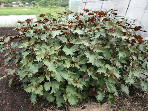 Perilla frutescens var. acuta f. discolor