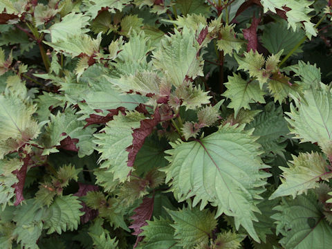 Perilla frutescens var. acuta f. discolor