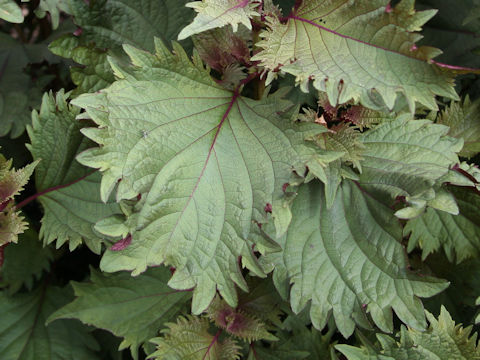 Perilla frutescens var. acuta f. discolor