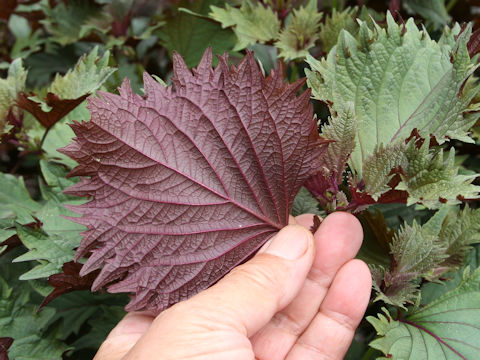 Perilla frutescens var. acuta f. discolor