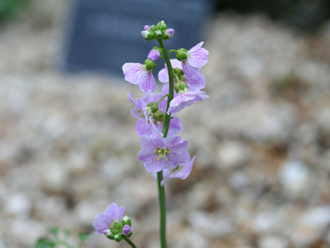 Cardamine pratensis