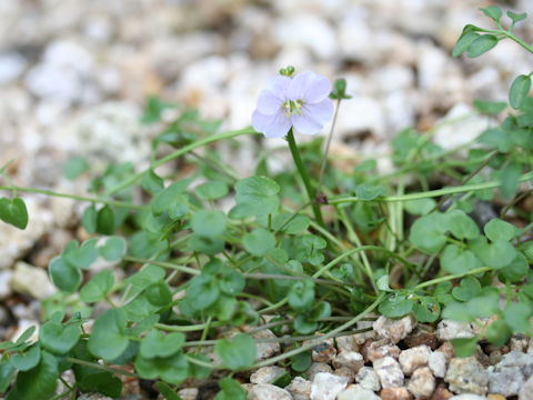 Cardamine pratensis