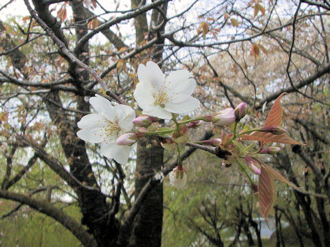 Prunus jamasakura cv. Katano-zakura