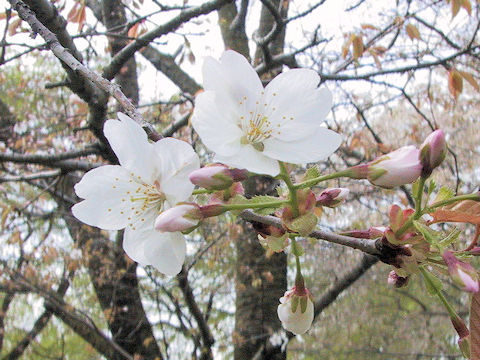 Prunus jamasakura cv. Katano-zakura