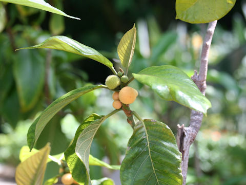 Artocarpus rigida