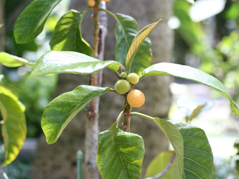 Artocarpus rigida