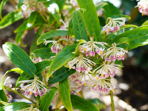 Ardisia crispa