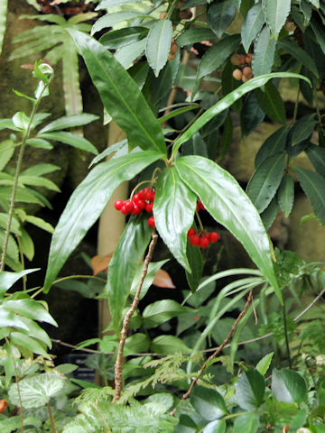 Ardisia crispa