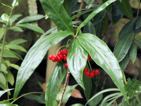 Ardisia crispa