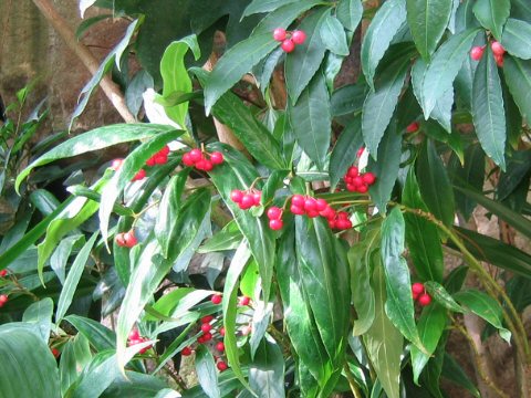 Ardisia crispa