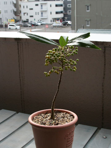 Ardisia crispa