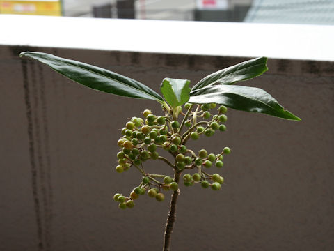 Ardisia crispa