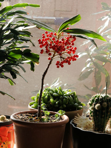 Ardisia crispa