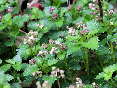 Nanocnide japonica