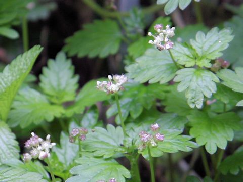 Nanocnide japonica